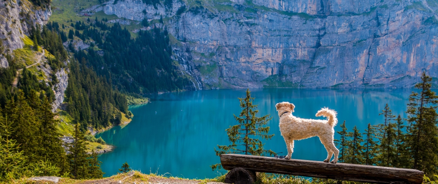 Veterinarian Insurance in Portland, OR