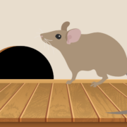 Rodent Damage & Preventative Steps to Take This Winter in Portland, OR