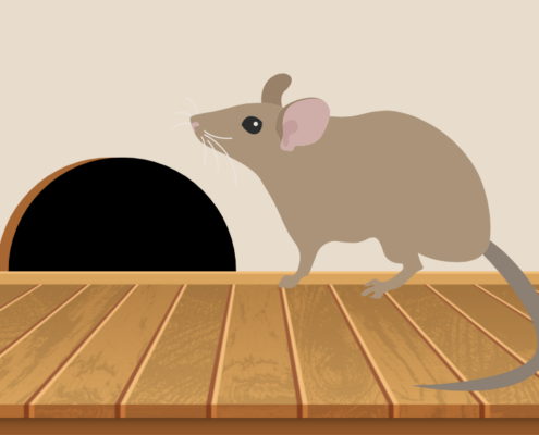Rodent Damage & Preventative Steps to Take This Winter in Portland, OR